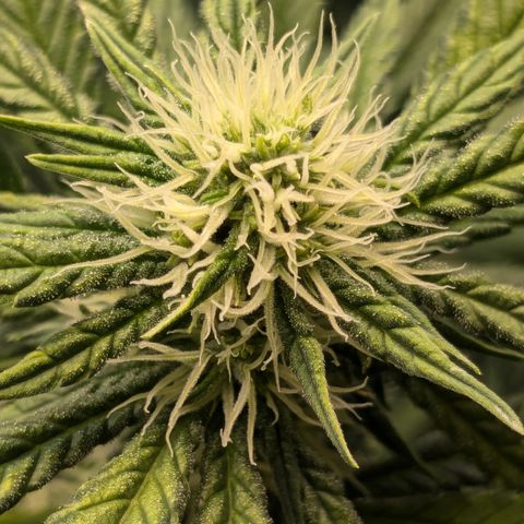 #31 White Widow growlog timeline photo