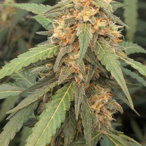 #33 Purple Skunk growlog timeline photo