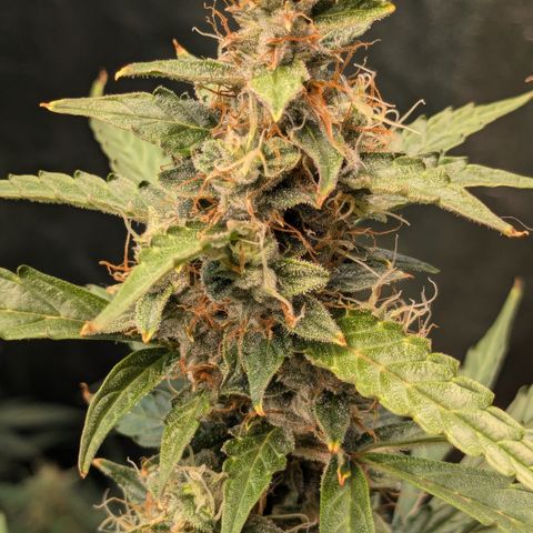 #30 Afghani #1 growlog timeline photo