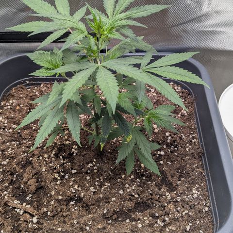 #31.1 White Widow growlog timeline photo
