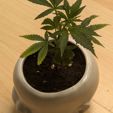 #31.9 Kiffkopp growlog timeline photo