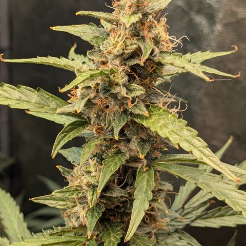 #30 Afghani #1 growlog timeline photo