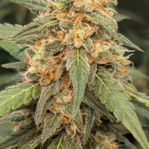 #33 Purple Skunk growlog timeline photo