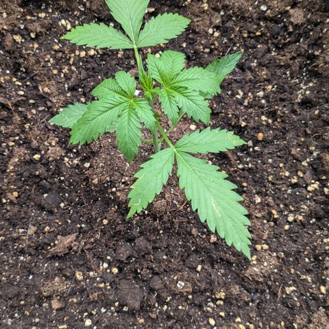 #45 Pure Power Plant Auto growlog timeline photo