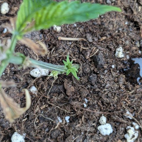 #31.4 White Widow growlog timeline photo