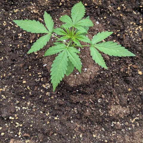 #46 Blueberry Zkittlez Auto growlog timeline photo