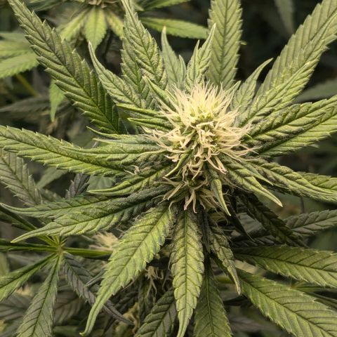 #31 White Widow growlog timeline photo