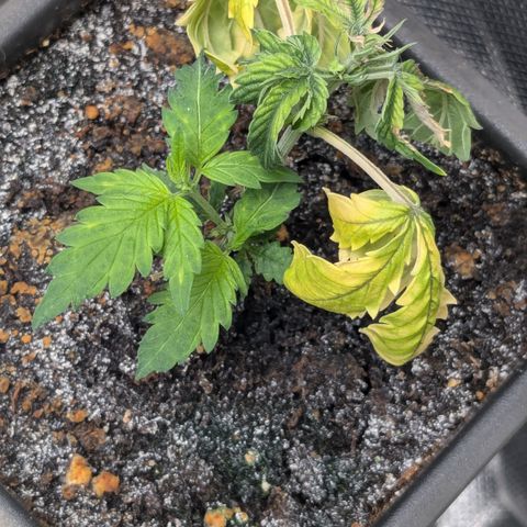 #31.5 White Widow growlog timeline photo