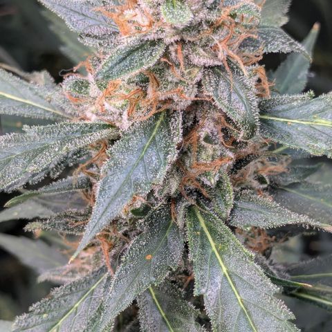 #32 Purple Skunk growlog timeline photo