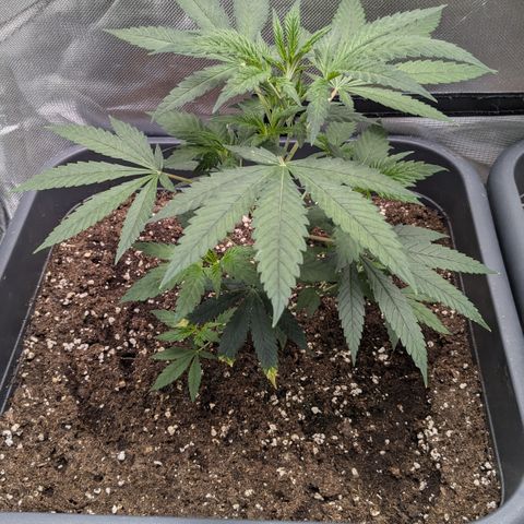 #31.2 White Widow growlog timeline photo
