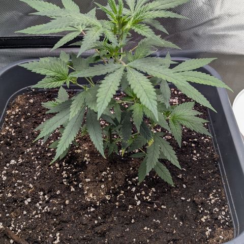 #31.1 White Widow growlog timeline photo