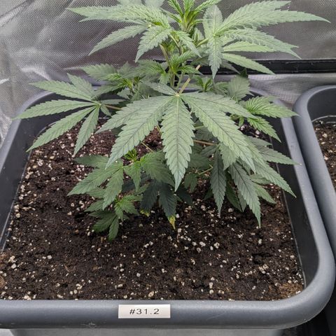 #31.2 White Widow growlog timeline photo
