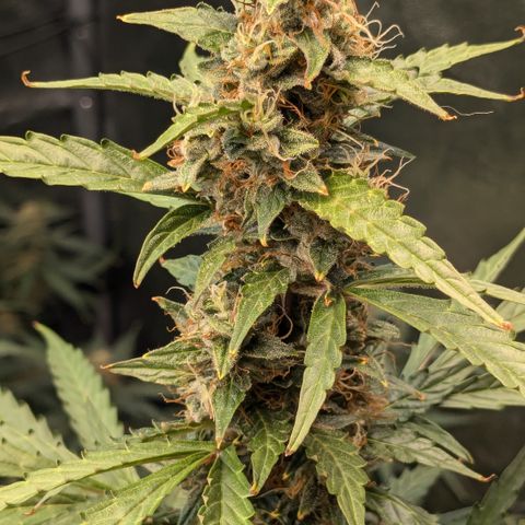 #30 Afghani #1 growlog timeline photo