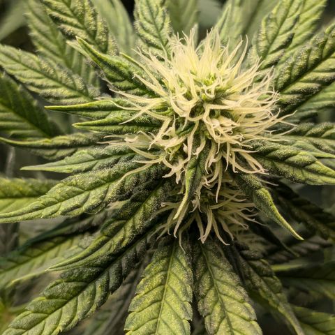 #31 White Widow growlog timeline photo