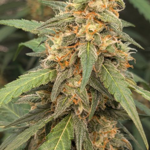 #33 Purple Skunk growlog timeline photo