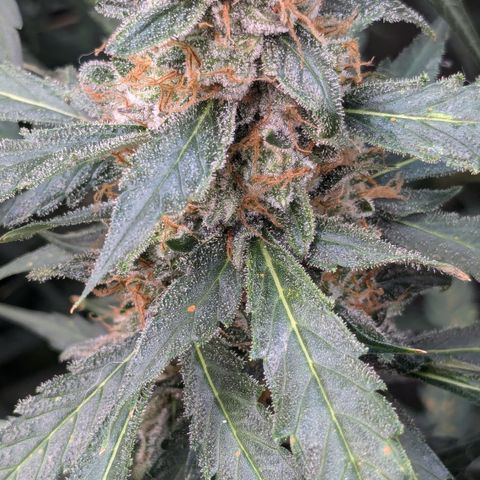 #32 Purple Skunk growlog timeline photo