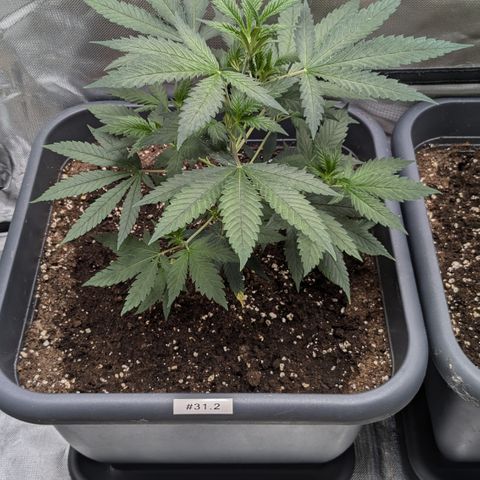 #31.2 White Widow growlog timeline photo