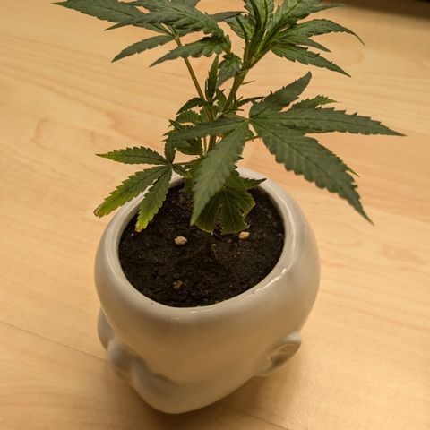 #31.9 Kiffkopp growlog timeline photo
