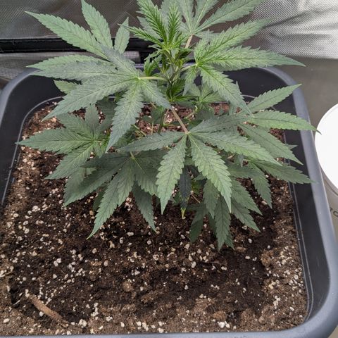 #31.1 White Widow growlog timeline photo