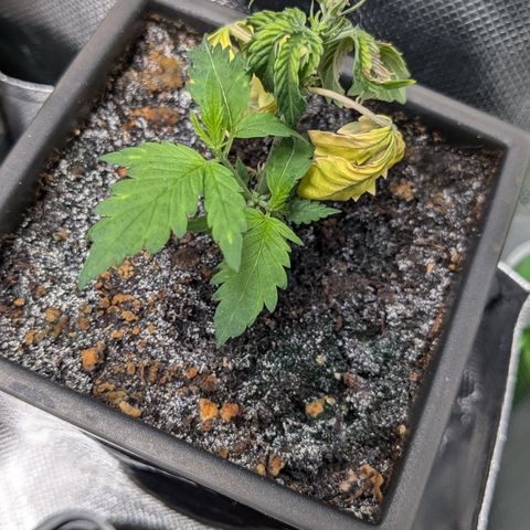 #31.5 White Widow growlog timeline photo