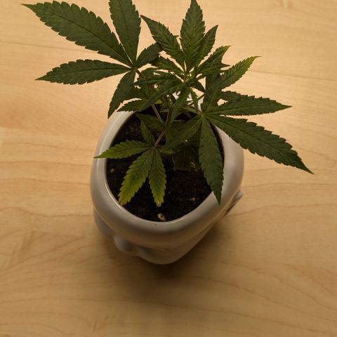 #31.9 Kiffkopp growlog timeline photo