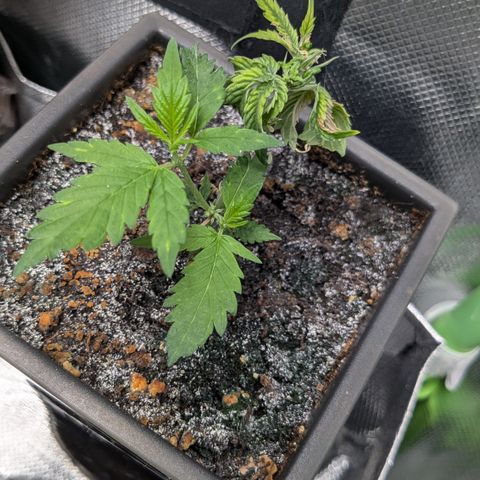 #31.5 White Widow growlog timeline photo