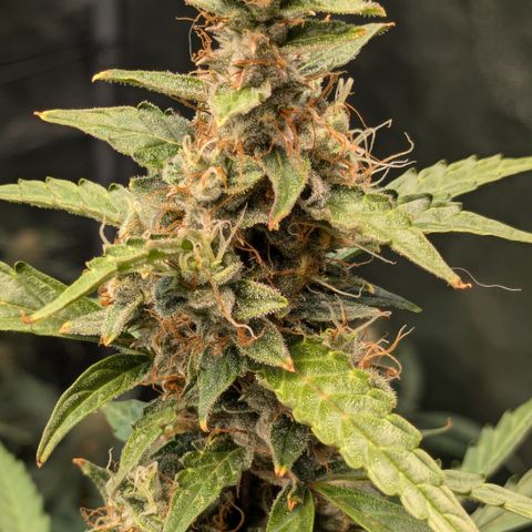 #30 Afghani #1 growlog timeline photo
