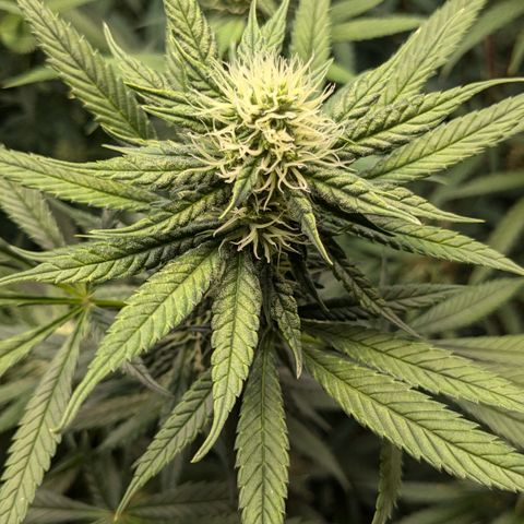 #31 White Widow growlog timeline photo