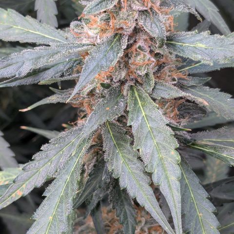 #32 Purple Skunk growlog timeline photo