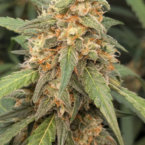 #33 Purple Skunk growlog timeline photo
