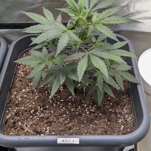 #31.1 White Widow growlog timeline photo