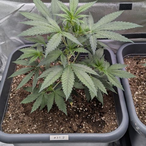 #31.2 White Widow growlog timeline photo