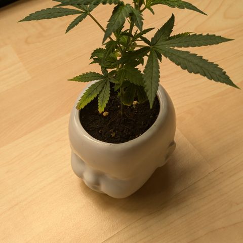 #31.9 Kiffkopp growlog timeline photo