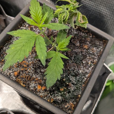 #31.5 White Widow growlog timeline photo