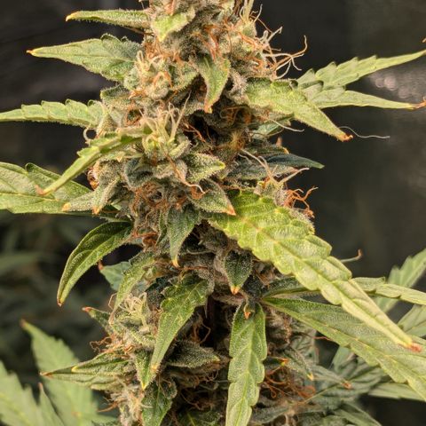 #30 Afghani #1 growlog timeline photo