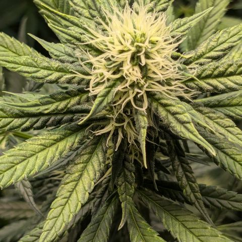 #31 White Widow growlog timeline photo