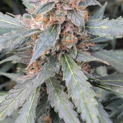 #32 Purple Skunk growlog timeline photo