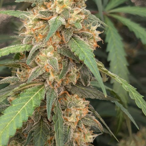 #33 Purple Skunk growlog timeline photo