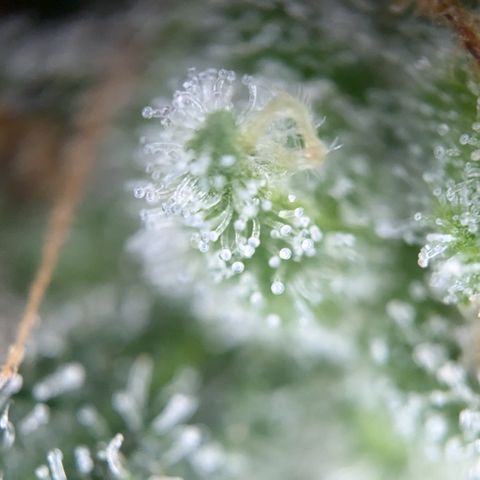 #32 Purple Skunk growlog timeline photo
