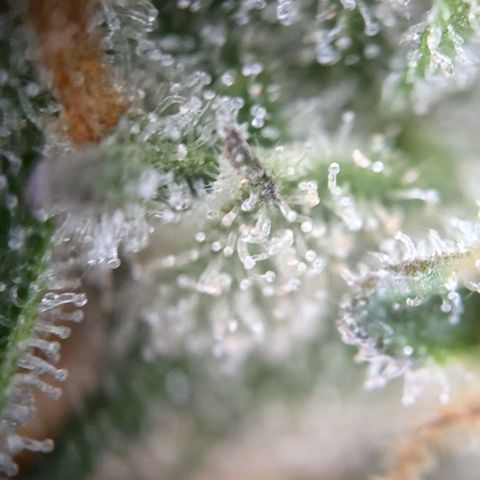 #32 Purple Skunk growlog timeline photo