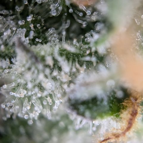 #32 Purple Skunk growlog timeline photo