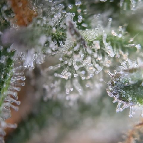 #32 Purple Skunk growlog timeline photo