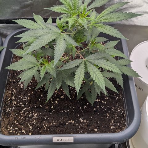 #31.1 White Widow growlog timeline photo