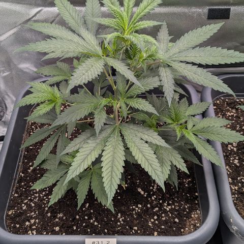 #31.2 White Widow growlog timeline photo
