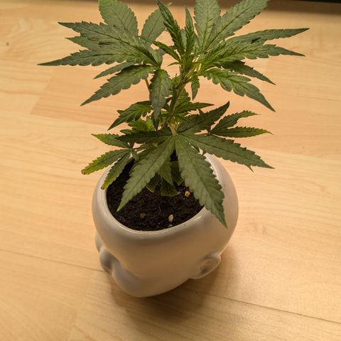 #31.9 Kiffkopp growlog timeline photo
