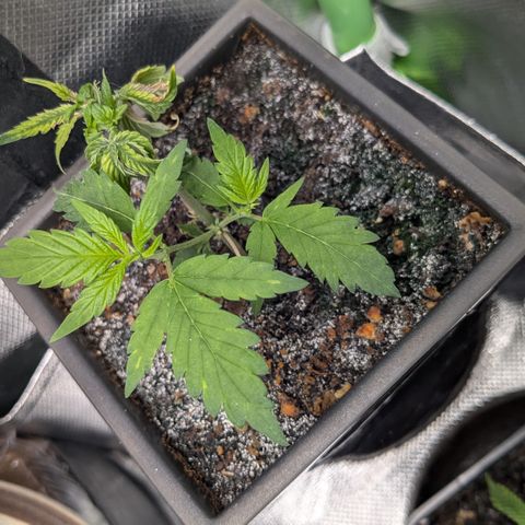 #31.5 White Widow growlog timeline photo