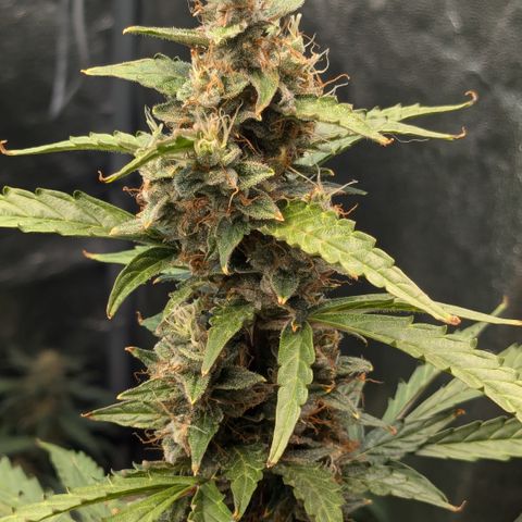#30 Afghani #1 growlog timeline photo