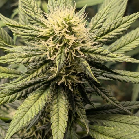 #31 White Widow growlog timeline photo