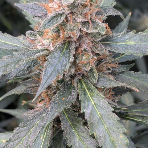 #32 Purple Skunk growlog timeline photo