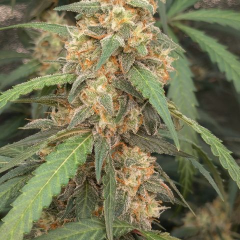#33 Purple Skunk growlog timeline photo